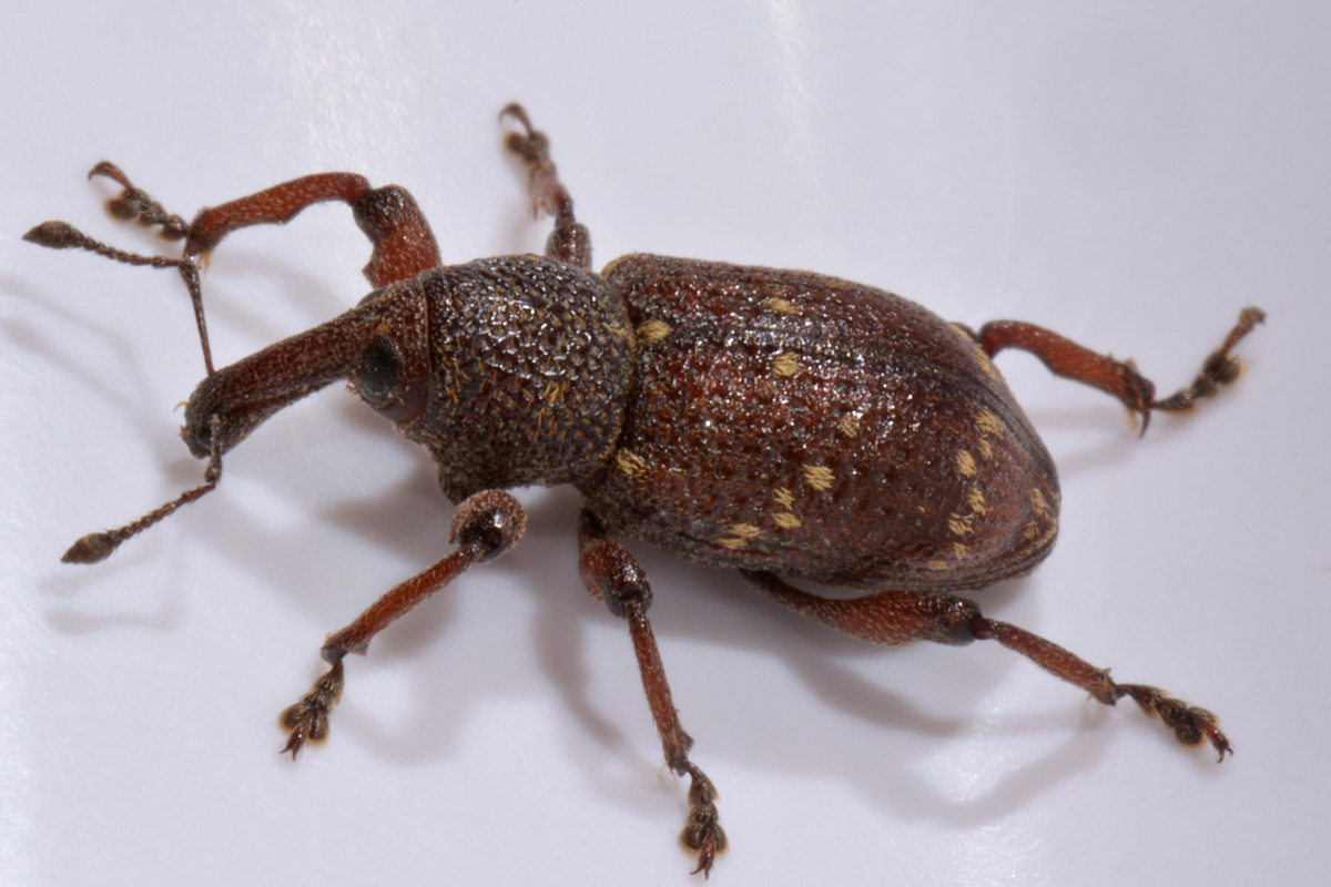 Curculionidae:  Hylobius transversovittatus?  S !